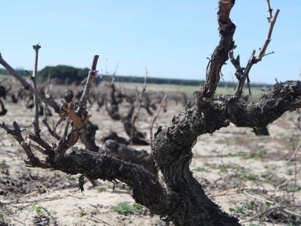 Viñas Murillo, el tesoro de la D.O. Rueda: Viñedos Prefiloxéricos