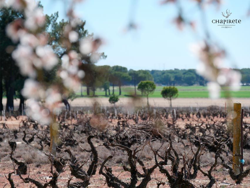 Viñas de Chapirete Denominacion de origen Rueda