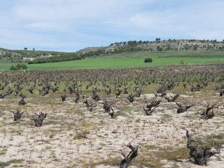 ¡Descubre el tesoro enológico de Chapirete en Alcazarén!