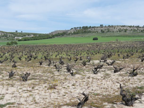 ¡Descubre el tesoro enológico de Chapirete en Alcazarén!
