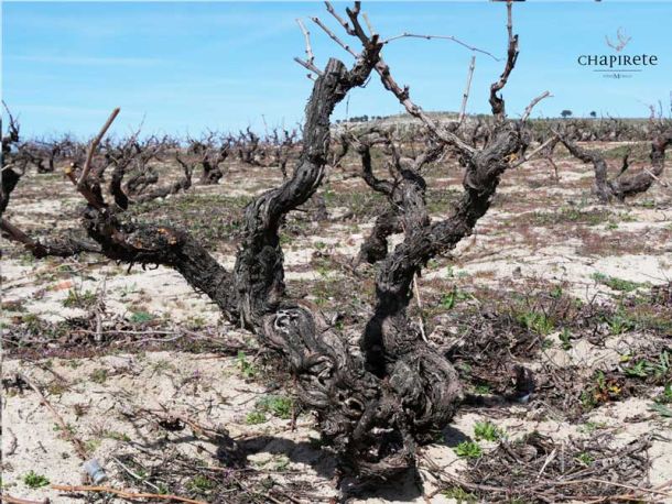 Características únicas del viñedo prefiloxérico de Viñas Murillo