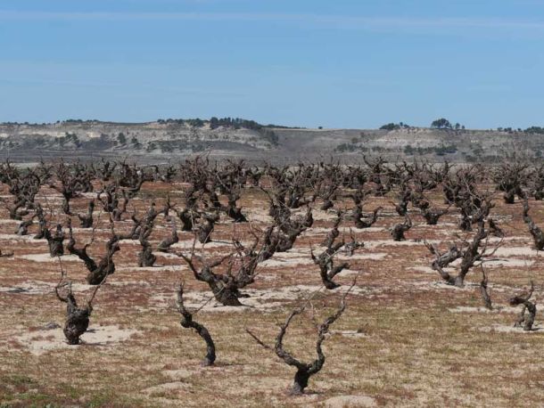 Descubre el encanto del vino blanco Chapirete: tesoros de viñedos prefiloxéricos en Alcazarén, DO Rueda